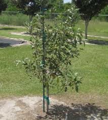 Apple Tree 15G []